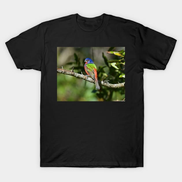 Painted Bunting Bird Photograph Notecard T-Shirt by candiscamera